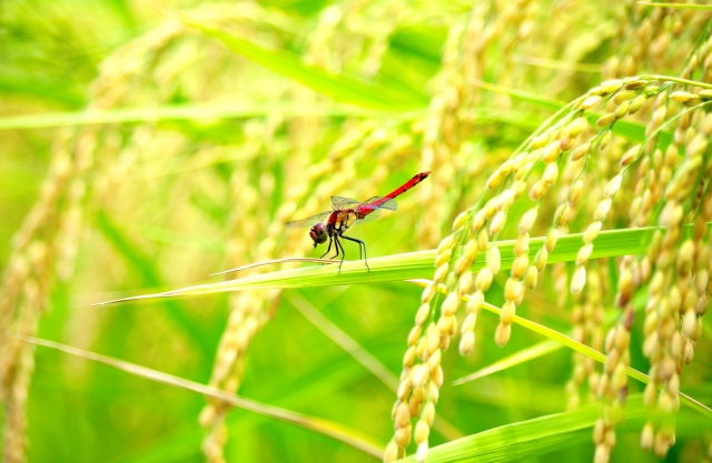 rice field